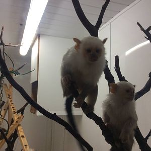 Silvery Marmoset 200414