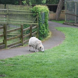 No need to follow my lamb, I'll have a snack instead II, 27th April 2014