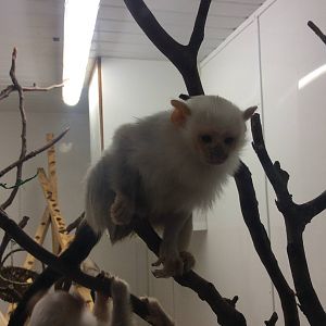 Silvery Marmoset 200414