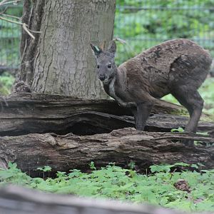 Musk Deer (Moschus moschiferus)