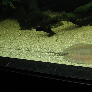 Longnose Marbled Whipray (Himantura oxyrhyncha)