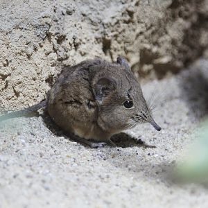 Short-eared Elephant Shrew (Macroscelides proboscideus)