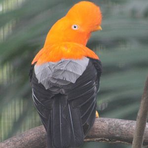 male Andean cock-of-the-rock (Rupicola peruvianus)