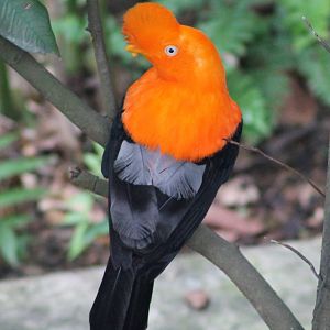 male Andean cock-of-the-rock (Rupicola peruvianus)