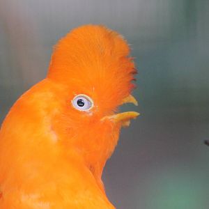 male Andean cock-of-the-rock (Rupicola peruvianus)