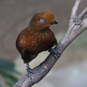 female Andean cock-of-the-rock (Rupicola peruvianus)