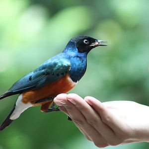 superb starling (Lamprotornis superbus)