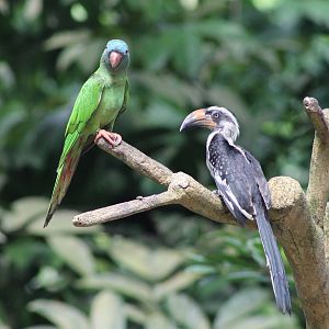 blue-crowned conure and von der Decken's hornbill