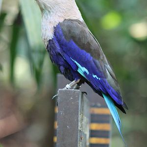 blue-bellied roller (Coracias cyanogaster)