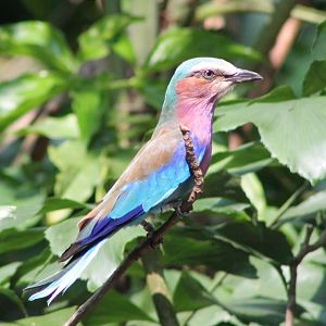 lilac-breasted roller (Coracias caudatus)