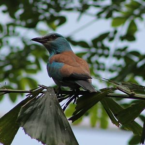 European roller (Coracias garrulus)