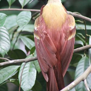 lesser bird of paradise (Paradisaea minor)