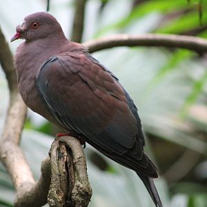 Peruvian pigeon (Patagioenas oenops)