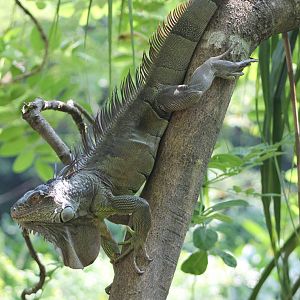 common iguana (Iguana iguana)