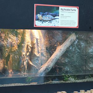 tank for big-headed turtle (Platysternon megacephalum)