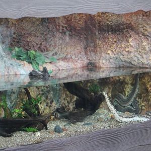 tank for elephant-trunk snakes (Acrochordus javanicus)