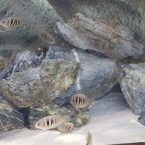 Canara pearlspot cichlids (Etroplus canarensis)