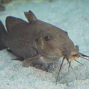 giraffe catfish (Auchenoglanis occidentalis)