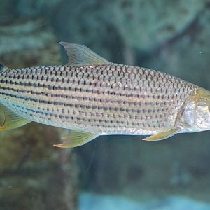 African tigerfish (Hydrocynus vittatus)