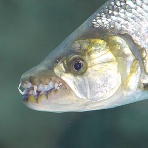 goliath tigerfish (Hydrocynus goliath)