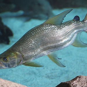wonky tigerfish (Hydrocynus wonkius)