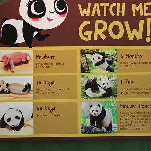 giant panda signage