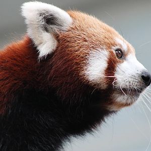 red panda (Ailurus fulgens)