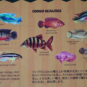 signage in the Congo River section
