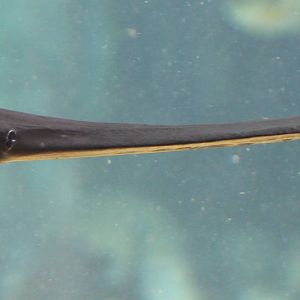 Mississippi paddlefish (Polyodon spathula)