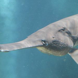 Mississippi paddlefish (Polyodon spathula)