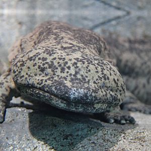 Chinese giant salamander (Andrias davidianus)