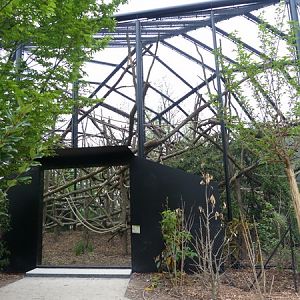 Guyane; Woolly Monkeys