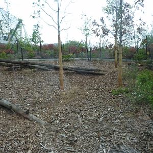 Guyane; Bushdog enclosure