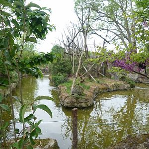 Guyane; capuchin monkey island