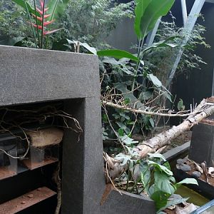 Rainforest house: Leafcutter ants