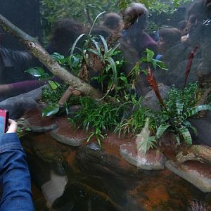 Rainforest House; Poison dart frogs