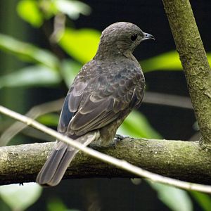 Spangled Cotinga