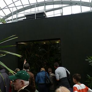 Rainforest House; Emerald tree boa's