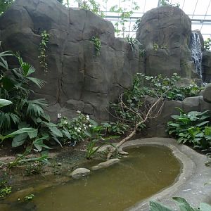 Rainforest House