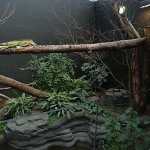 Rainforest House; Green Iguanas