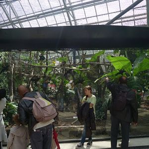 Rainforest House; Toco toucans