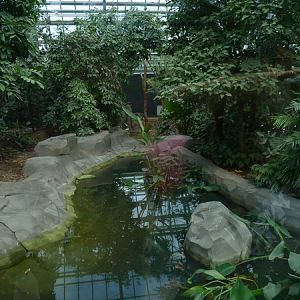 Rainforst House; Giant anteaters