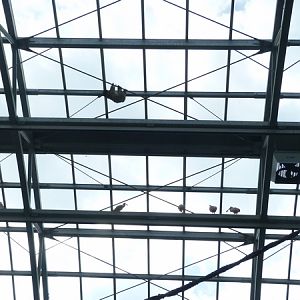 Rainforest House; Sloth and birds