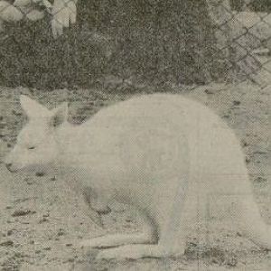 Albino wallaby