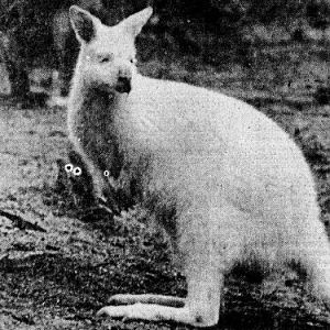 Albino wallaby