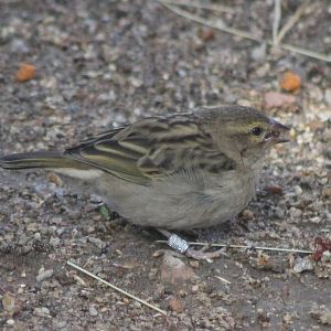 Madagascar fody female