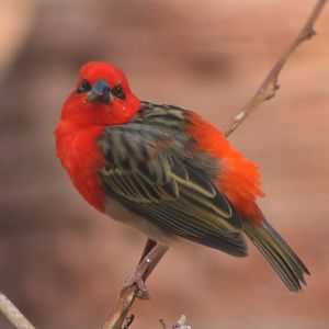 Madagascar fody male