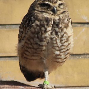 Burrowing owl