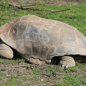 Aldabra tortoise