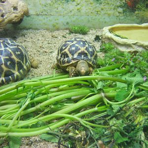 Indian Star Tortoise